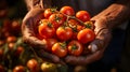 Close up of hands of farmer carrying ripe tomato
