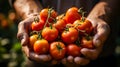 Close up of hands of farmer carrying ripe tomato