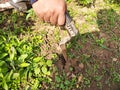 Agriculture tools for flower garden.