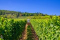 Agriculture tractor working in rows of vineyards green fields with grapevine trellis on river Rhine Valley hills Royalty Free Stock Photo