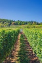 Agriculture tractor working in rows of vineyards green fields with grapevine trellis on river Rhine Valley hills Royalty Free Stock Photo