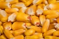 Closeup of corn kernels. Royalty Free Stock Photo