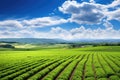 Agriculture in Tuscany, Italy. Green field and blue sky, Panoramic photo of a beautiful agricultural view with pepper and leek