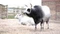 Agriculture two cows on a farm stockyard bull is chewing