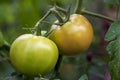 Agriculture, two green tomatoes on a branch Royalty Free Stock Photo