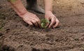 Agriculture. Unrecognisable senior farmer planting peper seedlings in the garden. Hands plant tiny sprout in fertile