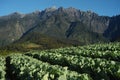 Agriculture valley near Kinabalu Mountain