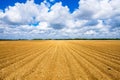 Agriculture vegetable field