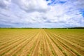 Agriculture vegetable field Royalty Free Stock Photo