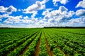 Agriculture vegetable field