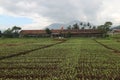 Agriculture vegetable field. Organic farm Royalty Free Stock Photo