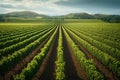 Agriculture view green field with orderly rows of vines