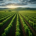 Agriculture view green field with orderly rows of vines