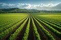 Agriculture view green field with orderly rows of vines