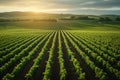 Agriculture view green field with orderly rows of vines