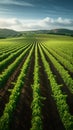 Agriculture view green field with orderly rows of vines