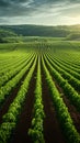 Agriculture view green field with orderly rows of vines