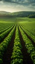 Agriculture view green field with orderly rows of vines