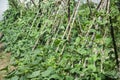 Agriculture Vigna unguiculata subsp. sesquipedalis at grow plant