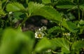 White flowers and green leaves of blooming garden strawberries Royalty Free Stock Photo