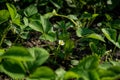 White flowers and green leaves of blooming garden strawberries Royalty Free Stock Photo