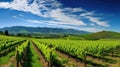 agriculture vine wine drink vineyard