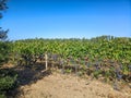 Agriculture. Vineyard with bunches of ripe grapes in the Basso Sulcis region.