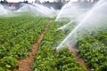 Agriculture water spray