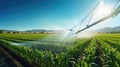 agriculture watering corn field Royalty Free Stock Photo