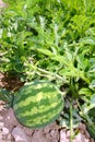 agriculture watermelon field big fruit Royalty Free Stock Photo