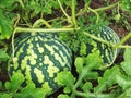 Agriculture watermelon field big fruit summer Royalty Free Stock Photo