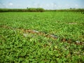 Agriculture watermelon field Royalty Free Stock Photo