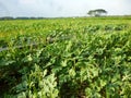 Agriculture watermelon field Royalty Free Stock Photo