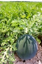 Agriculture watermelon field big fruit water melon Royalty Free Stock Photo