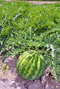 Agriculture watermelon field big fruit water melon Royalty Free Stock Photo