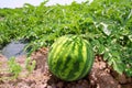 Agriculture watermelon field big fruit water melon Royalty Free Stock Photo