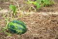 Agriculture watermelon plants growing in field big fruit summer water melon Royalty Free Stock Photo