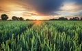 Agriculture - Wheat field panorama at sunset with road Royalty Free Stock Photo