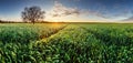 Agriculture - Wheat field panorama at sunset with road Royalty Free Stock Photo