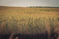 Agriculture. Wheat fields. Sunset on a field with young rye or wheat in summer with cloudy sky background. Landscape. Golden Wheat Royalty Free Stock Photo