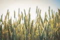 Agriculture. Wheat fields. Sunset on a field with young rye or wheat in summer with cloudy sky background. Landscape. Golden Wheat Royalty Free Stock Photo