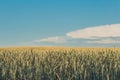 Agriculture. Wheat fields. Sunset on a field with young rye or wheat in summer with cloudy sky background. Landscape. Golden Wheat Royalty Free Stock Photo