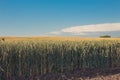 Agriculture. Wheat fields. Sunset on a field with young rye or wheat in summer with cloudy sky background. Landscape. Golden Wheat Royalty Free Stock Photo