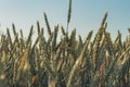 Agriculture. Wheat fields. Sunset on a field with young rye or wheat in summer with cloudy sky background. Landscape. Golden Wheat Royalty Free Stock Photo