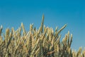 Agriculture. Wheat fields. Sunset on a field with young rye or wheat in summer with cloudy sky background. Landscape. Golden Wheat Royalty Free Stock Photo