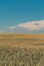 Agriculture. Wheat fields. Sunset on a field with young rye or wheat in summer with cloudy sky background. Landscape. Golden Wheat Royalty Free Stock Photo