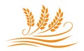 Agriculture wheat illustration design - vector