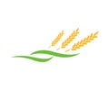 Agriculture wheat Logo Template