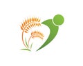 Agriculture wheat Logo Template vector icon design