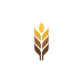 Agriculture wheat vector Royalty Free Stock Photo